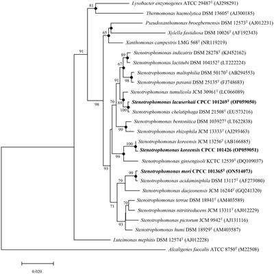 Characterization of three Stenotrophomonas strains isolated from different ecosystems and proposal of Stenotrophomonas mori sp. nov. and Stenotrophomonas lacuserhaii sp. nov.